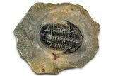 Detailed Gerastos Trilobite Fossil - Morocco #351274-5